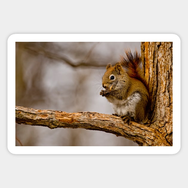 Red Squirrel Sticker by jaydee1400